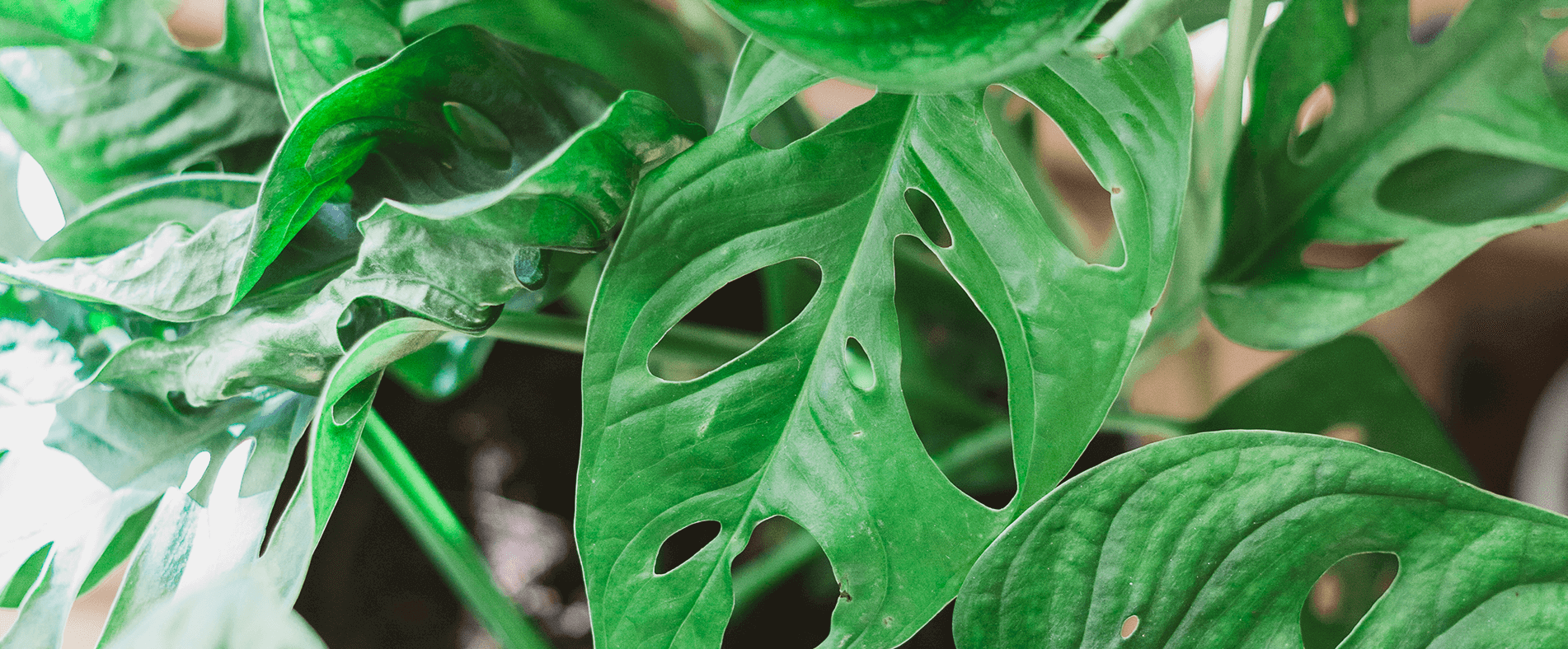 Leafs Slide background